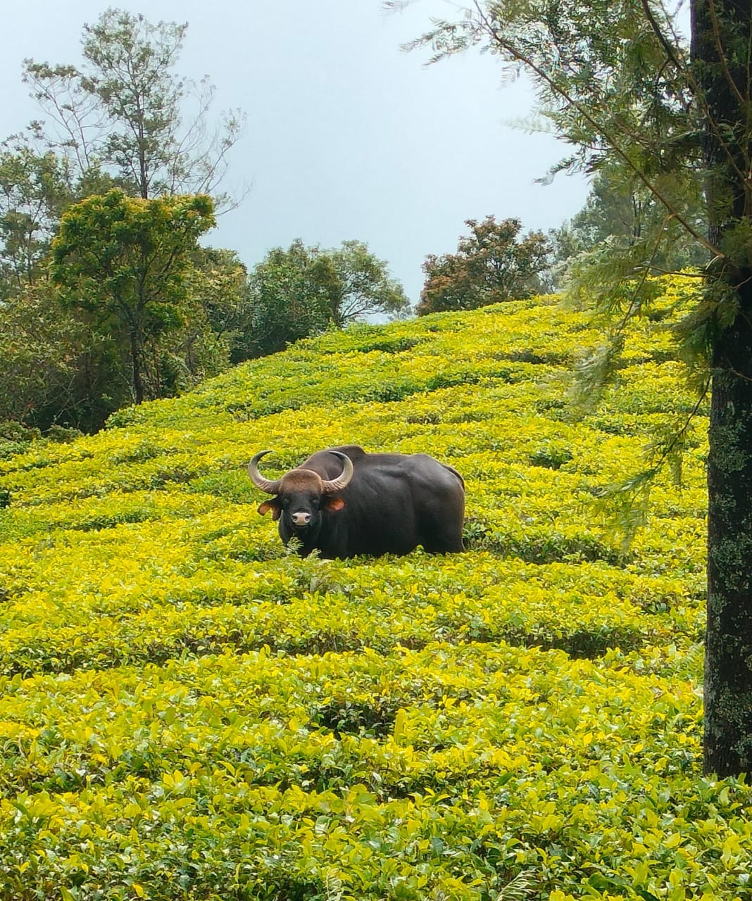 Lush Munnar tea plantation scenery at Kolukkumalai